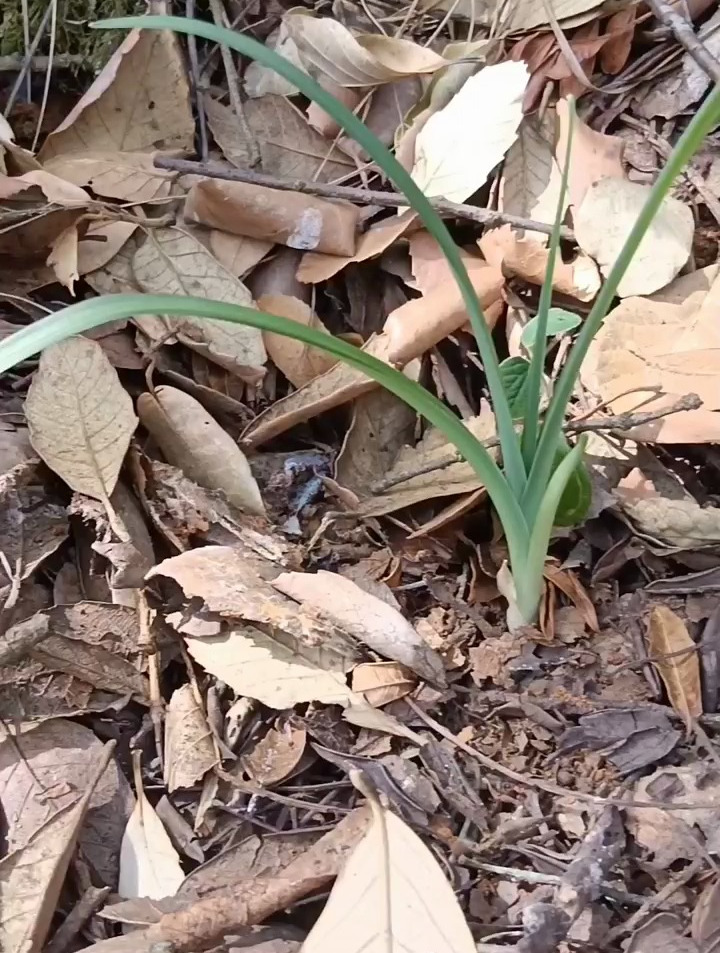 它就是萱草又名忘忧草,是百合科属植物