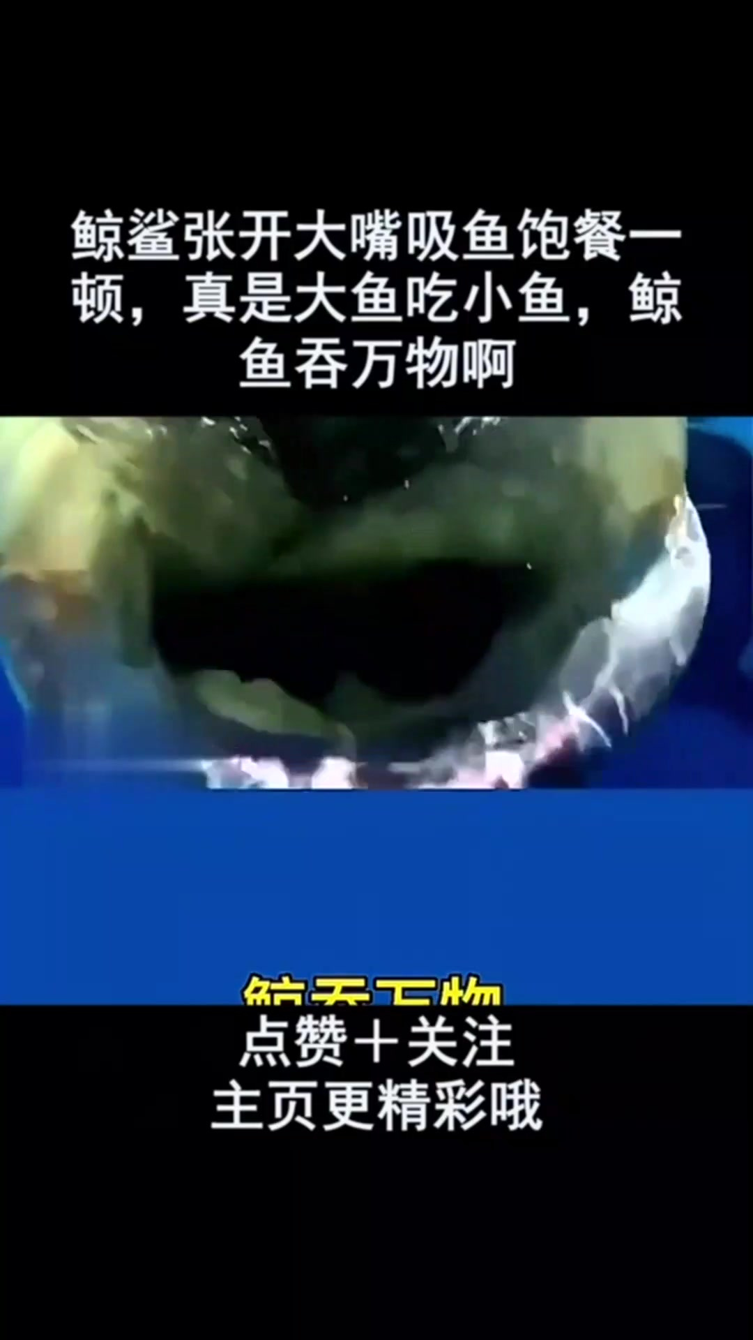 鲸鲨张开大嘴吸鱼饱餐一顿,真是大鱼吃小鱼,鲸鱼吞万物啊