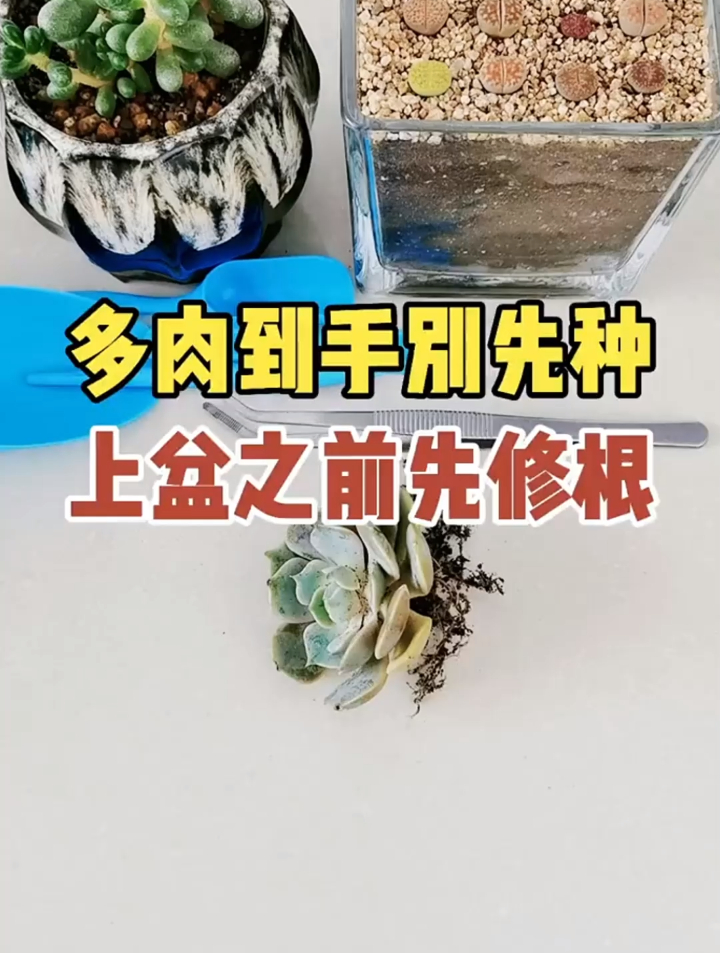 千姿百态的肉肉们什么时候是最美呢？分享多肉植物养护小常识~