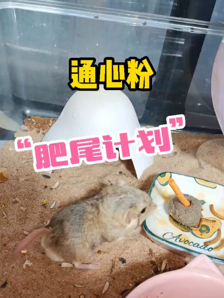 通心粉的“肥尾计划”通心粉鼠