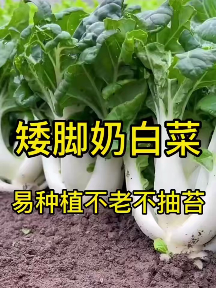 矮脚黄奶油白菜不怕热不怕寒,一个月就可以采收,热炒小火锅都行