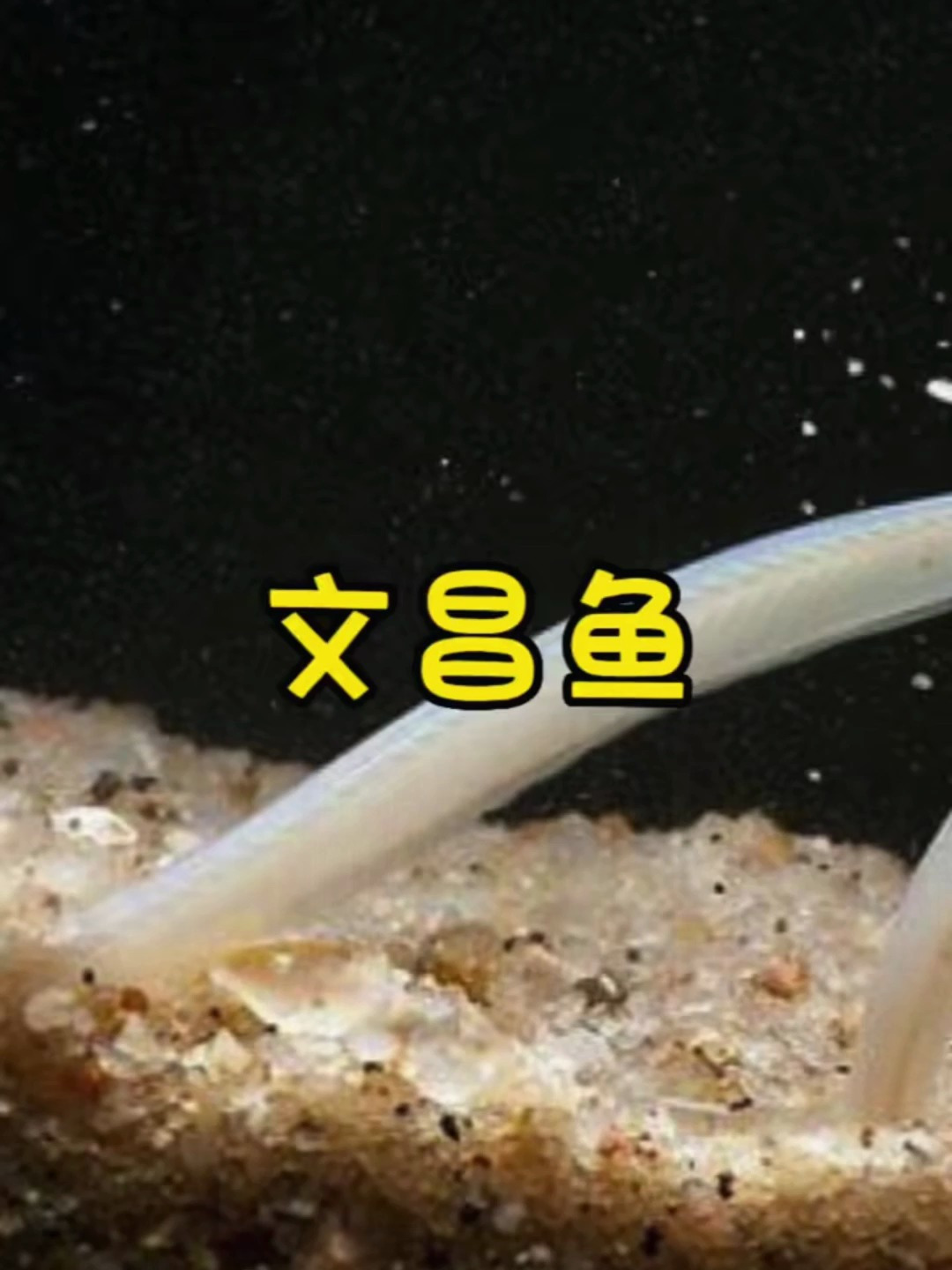 你们认识这种文昌鱼吗