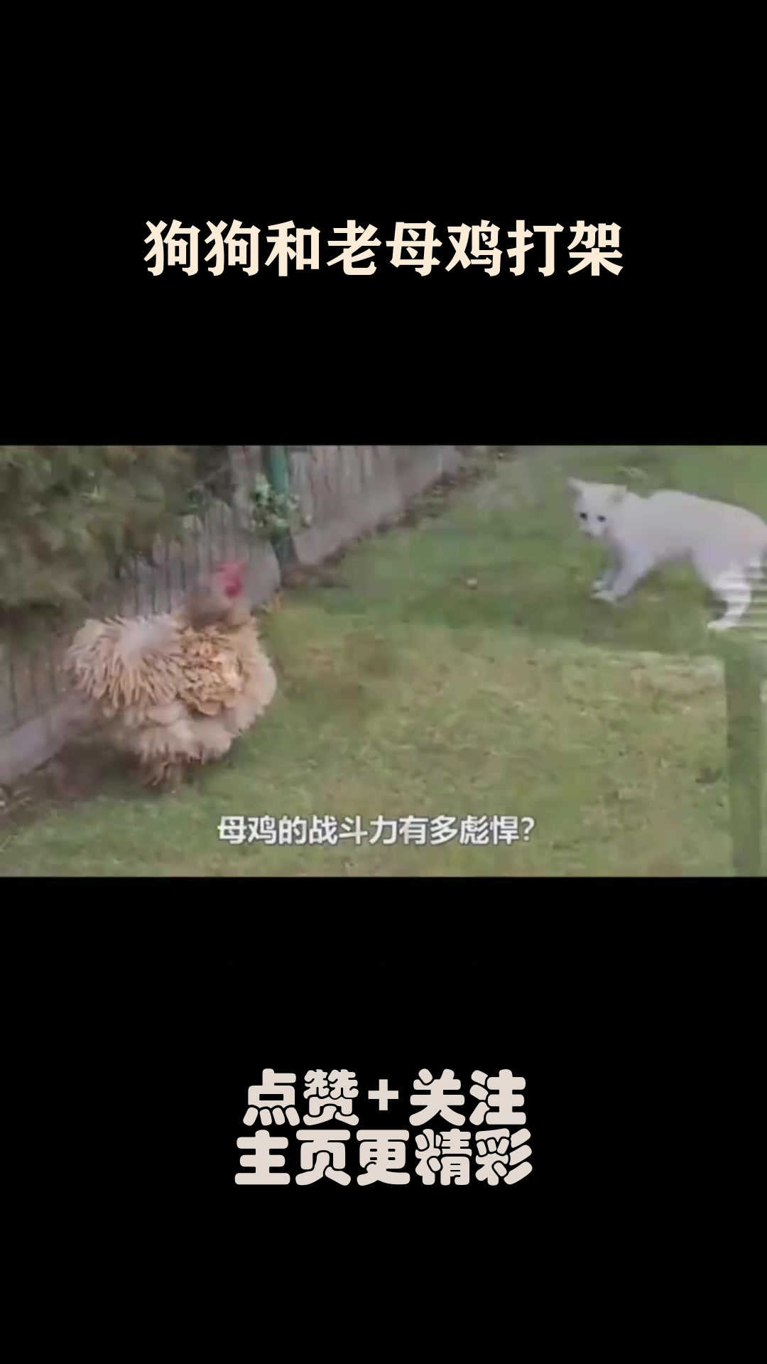 狗狗和老母鸡打架,一旁的鸭子来劝架,狗狗的表现让人大笑!