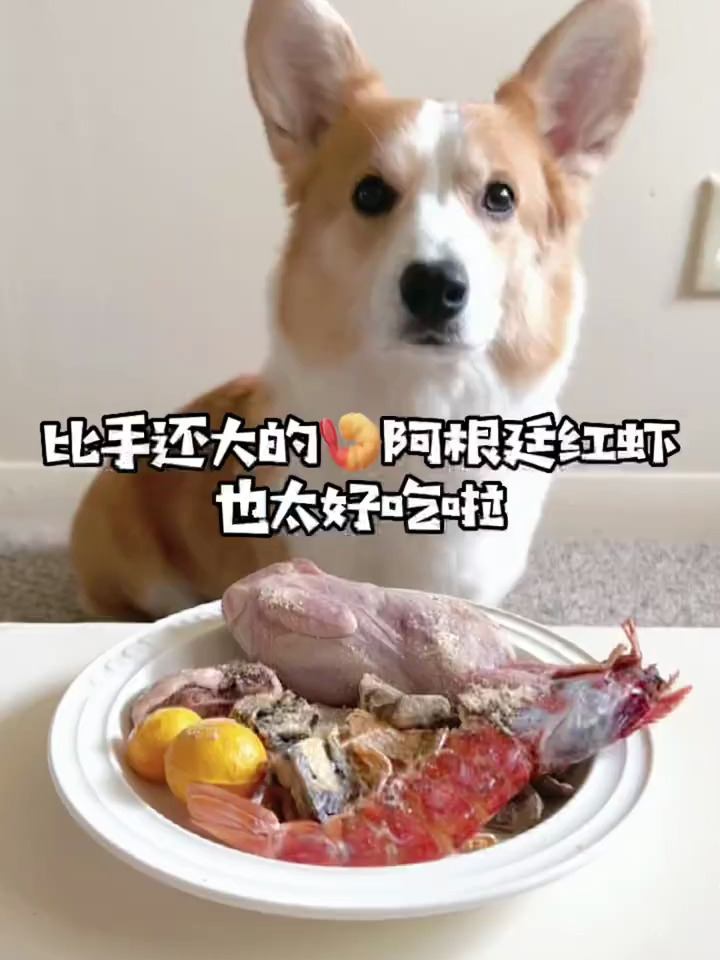 超大的阿根廷红虾,真的太绝了!