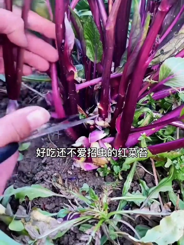 喜欢红菜苔,现在可以播种了,清甜爽口