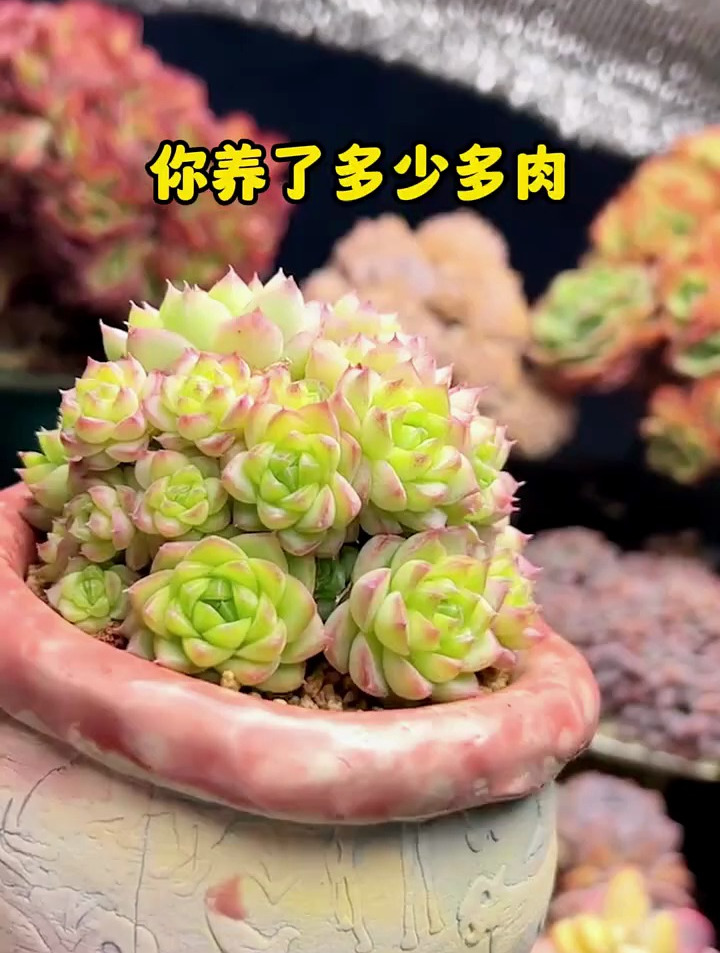 你算过自己有多少品种的多肉嘛?评论区说一下