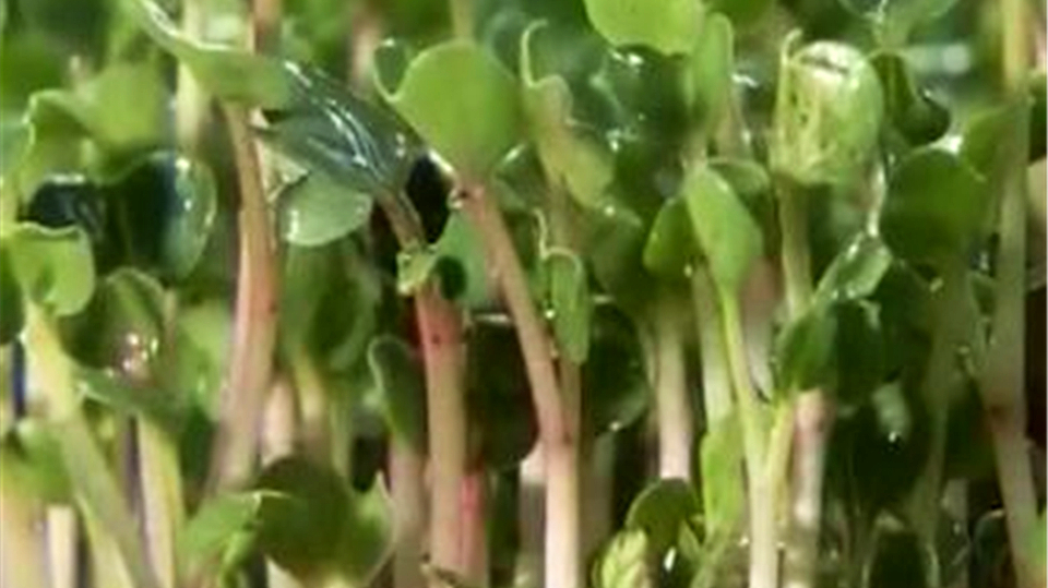 芽苗菜1:芽苗菜口感脆嫩,种植较简单,只要一间民房就能生产了