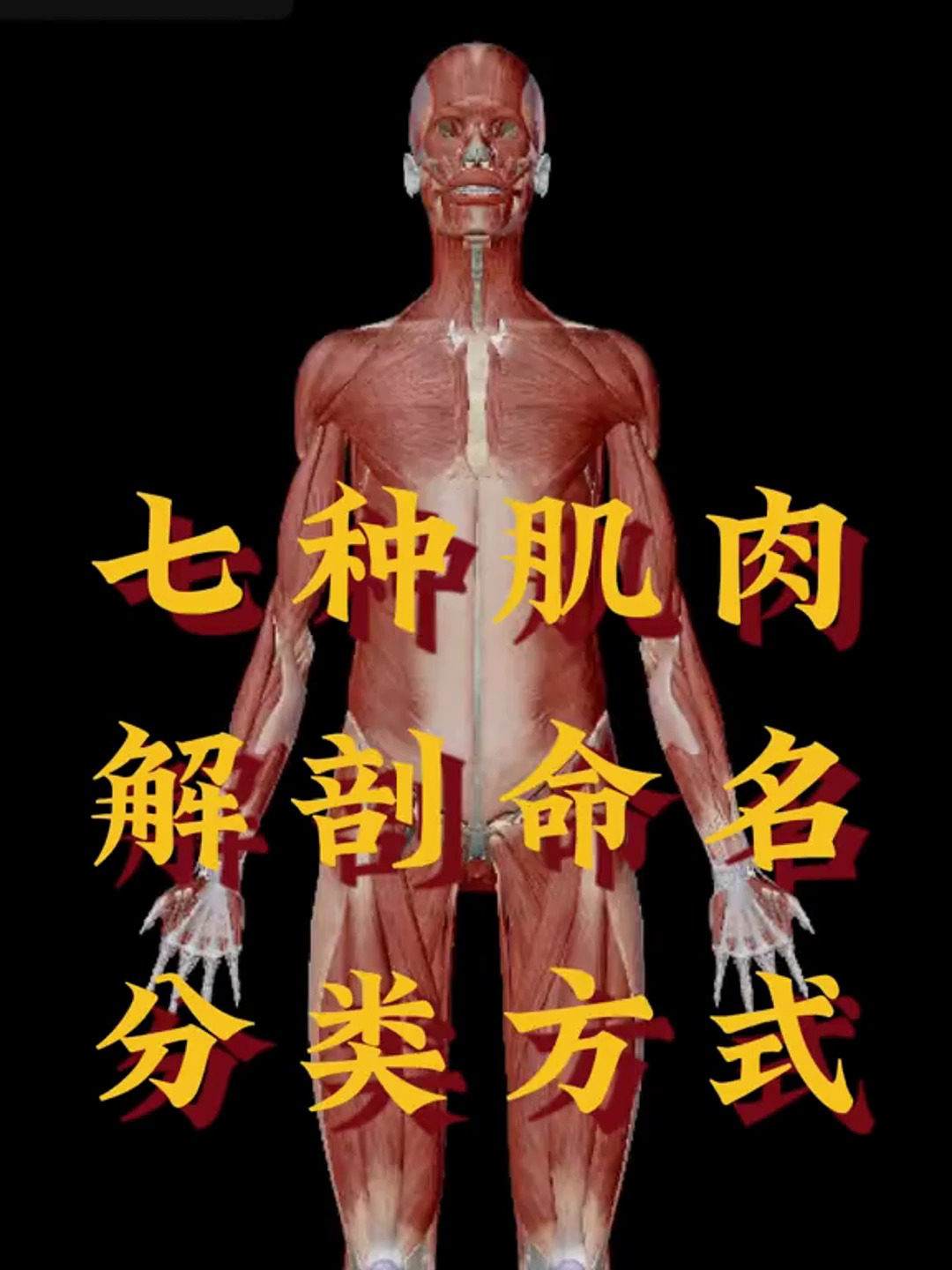 七种肌肉解剖命名的分类