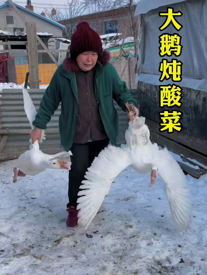 落雪后大鹅就不涨了,今年的鹅有点小
