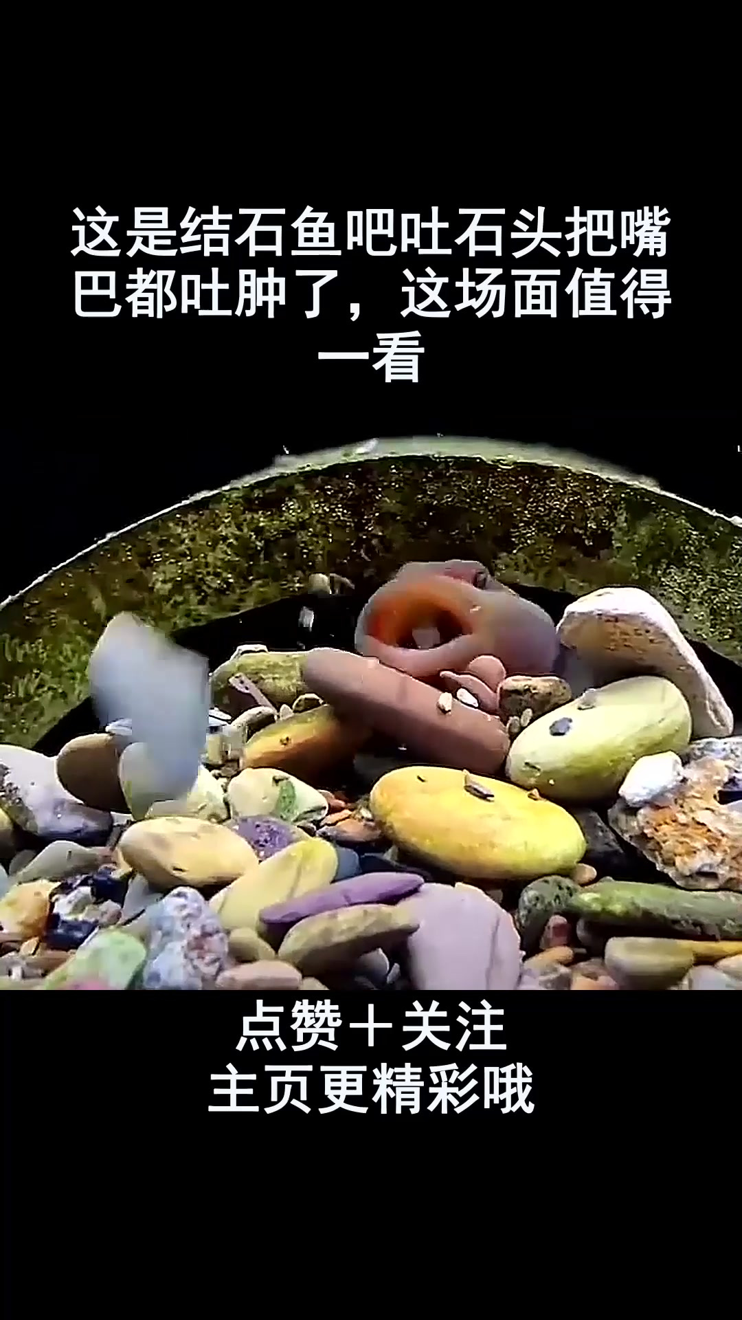 这是结石鱼吧吐石头把嘴巴都吐肿了,这场面值得一看