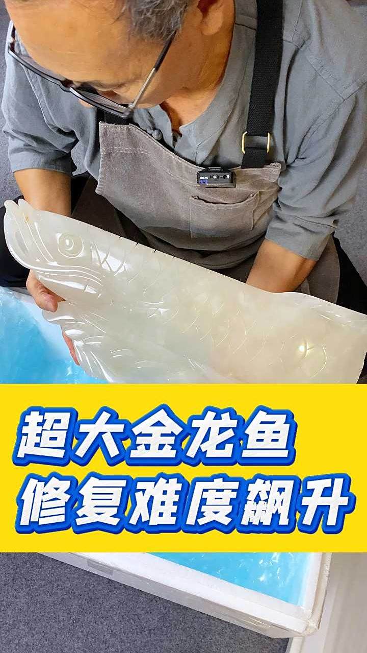 这么大的一条金龙鱼,你们说我能修好吗?