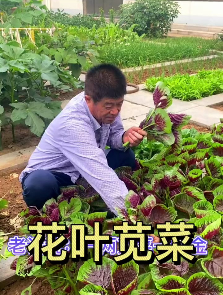 一两苋菜一两金 阳台小院均可种植
