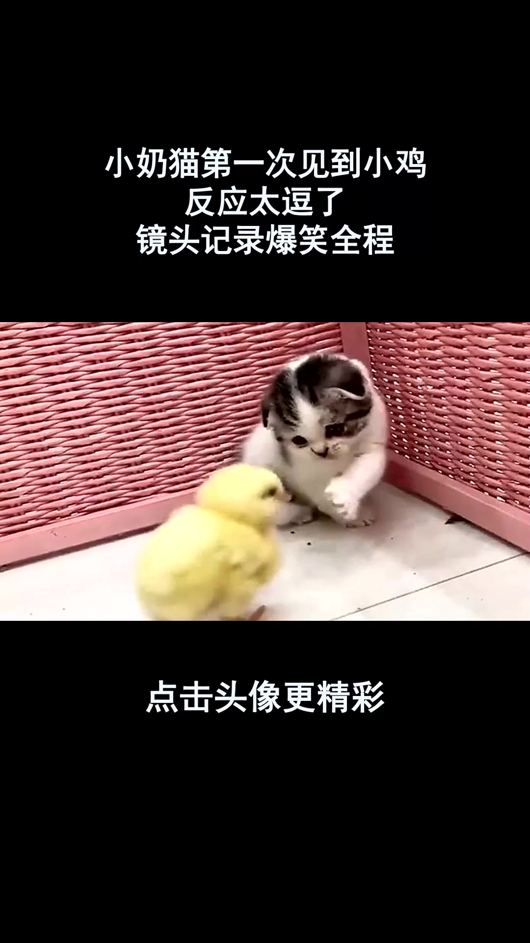 小奶猫第一次见到小鸡,反应太逗了,镜头记录爆笑全程