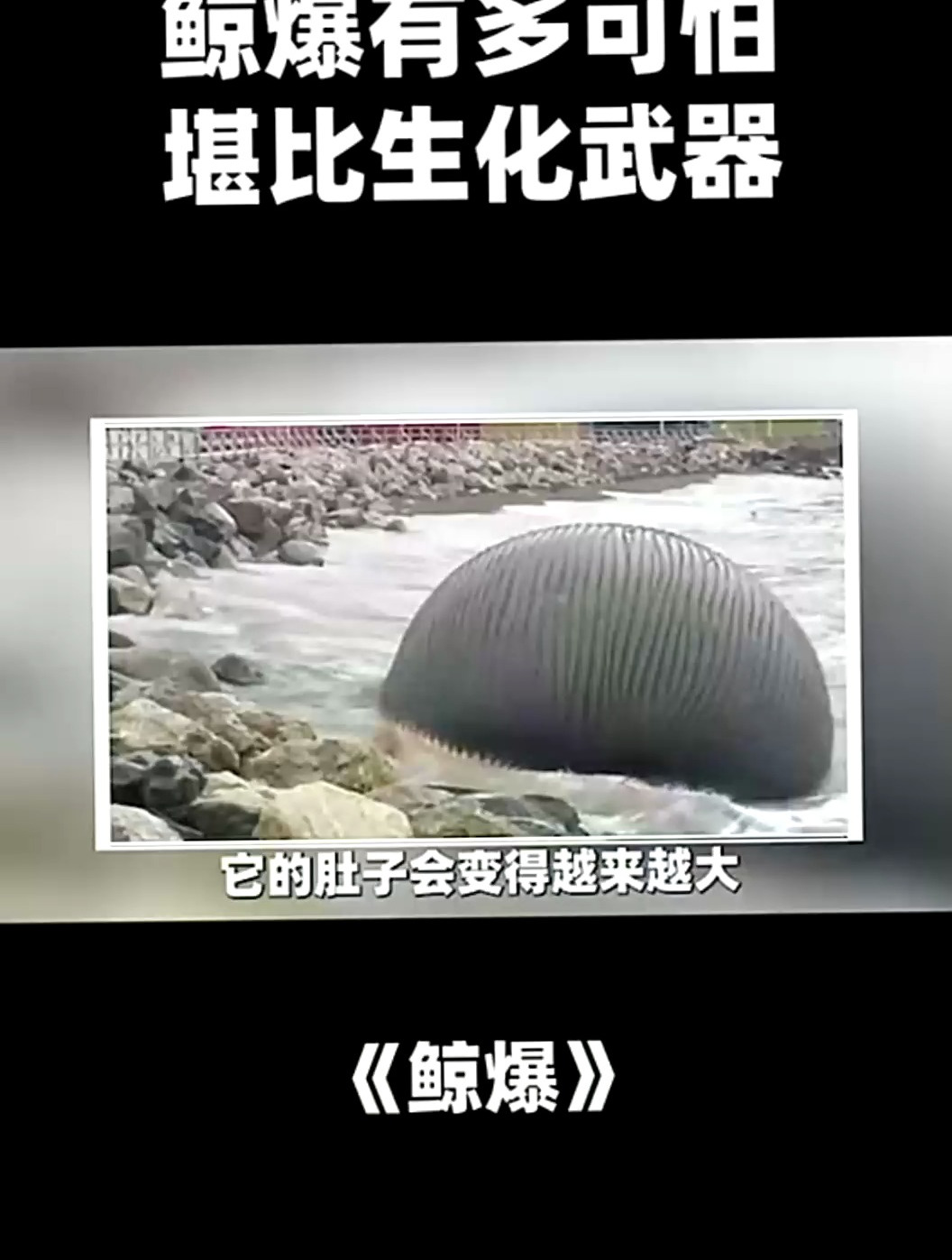 鲸鱼爆炸有多可怕?闻上一口堪比生化武器