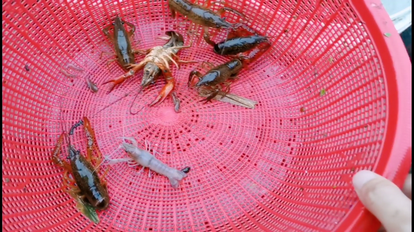 河里地笼中发现白色小龙虾,你们见过吗?