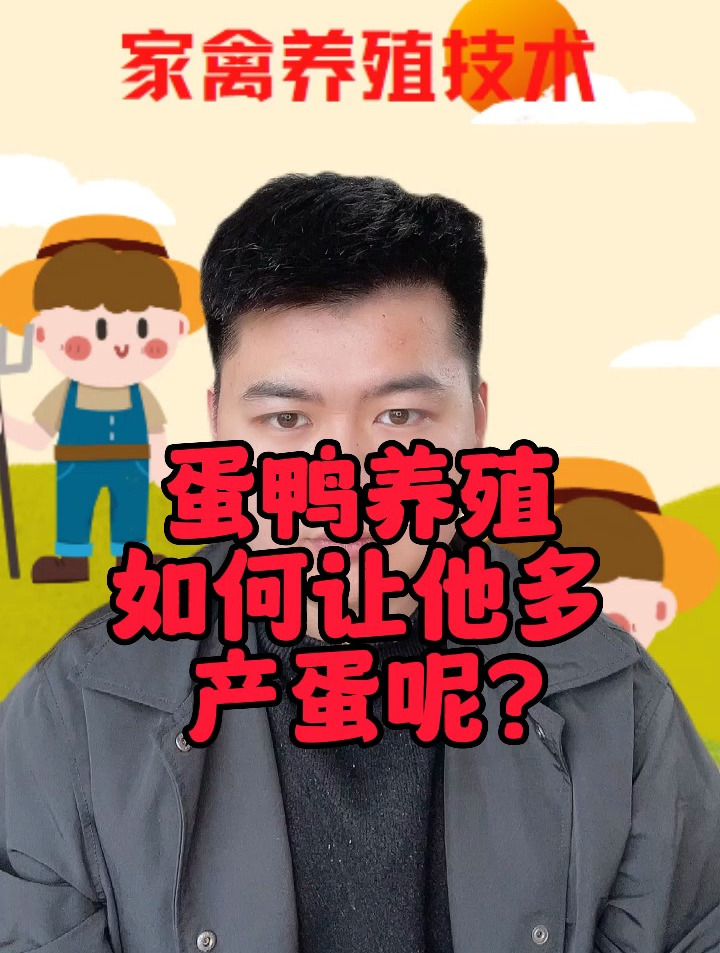 鸭子怎样喂才会产蛋多 鸭子吃什么产蛋率最高 怎样提高鸭子产蛋量