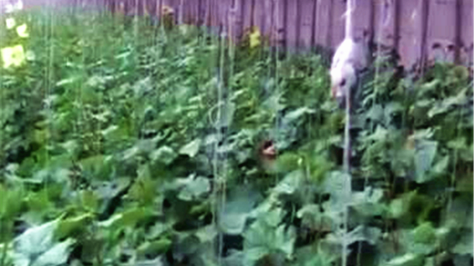 蔬菜定植要注意密度!密度太大易滋生病虫害,这些措施可进行防治