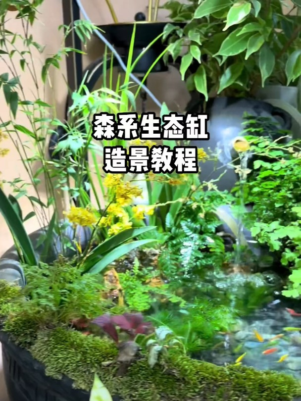 鱼缸漏水伤不起啊!大家期待已久的造景教程终于来了!