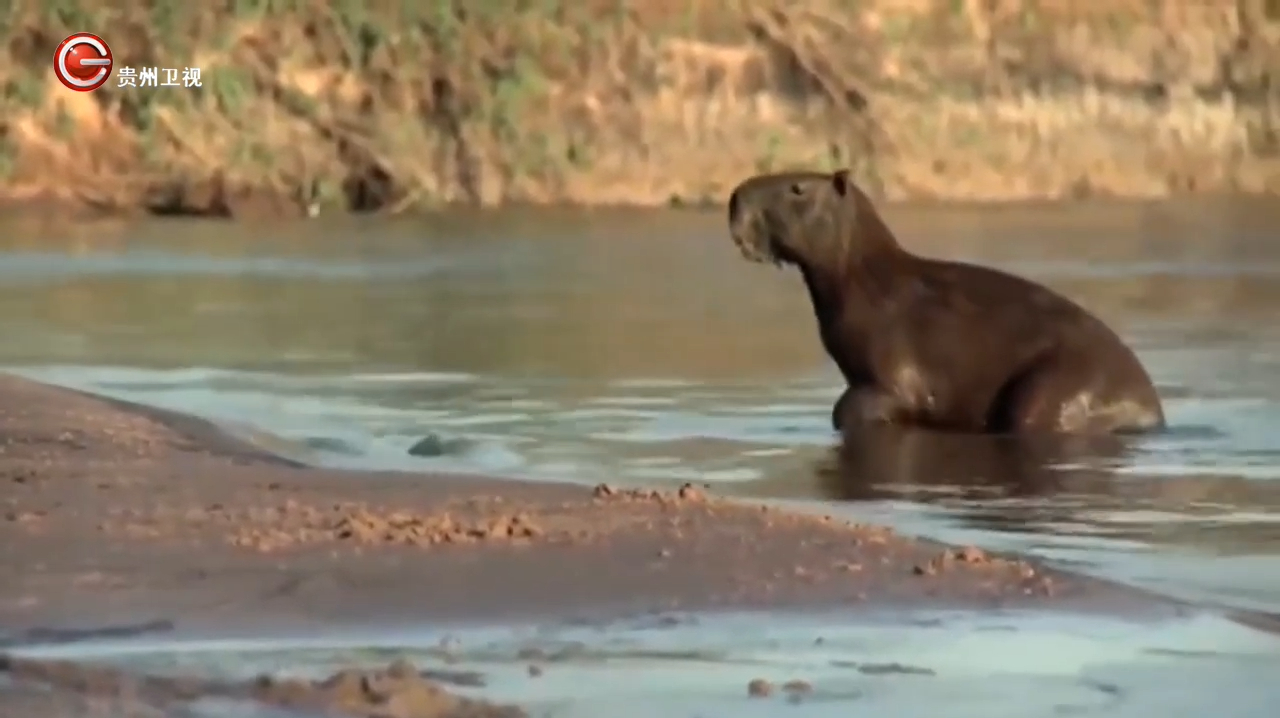 鳄鱼埋伏在水里想偷袭花豹,不料花豹早有防备,这下惨了