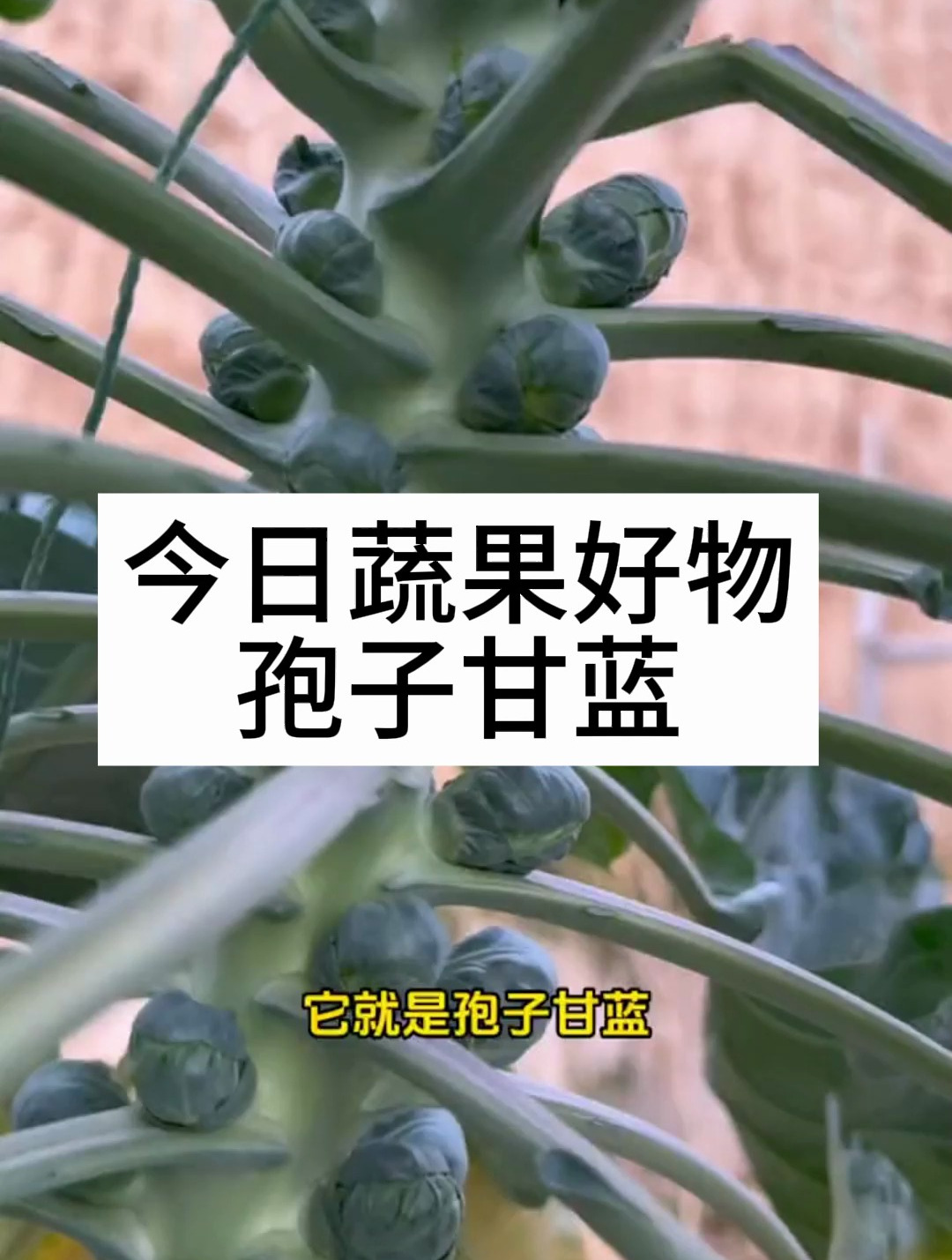 一口一个?像乒乓球大小的蔬菜!