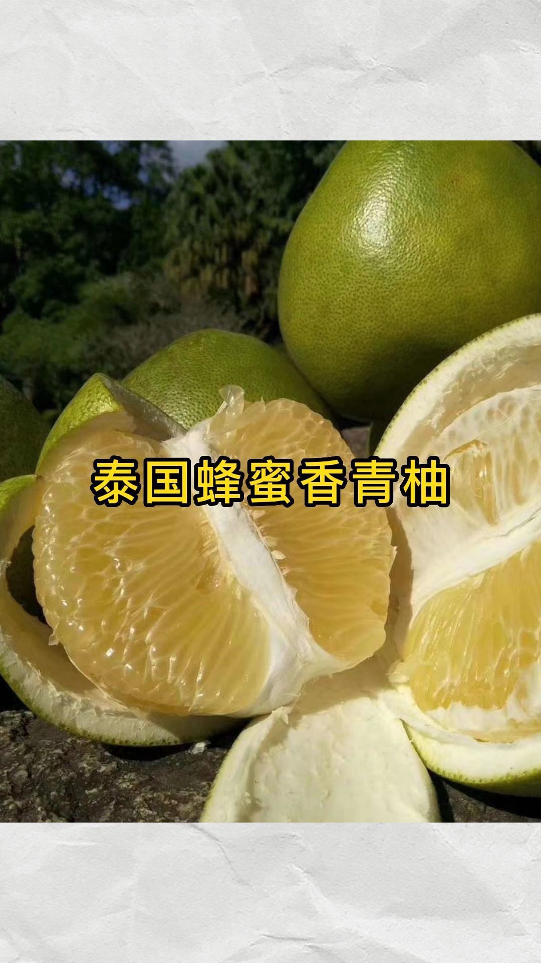 优质新品种泰国蜂蜜香青柚,苗木供应