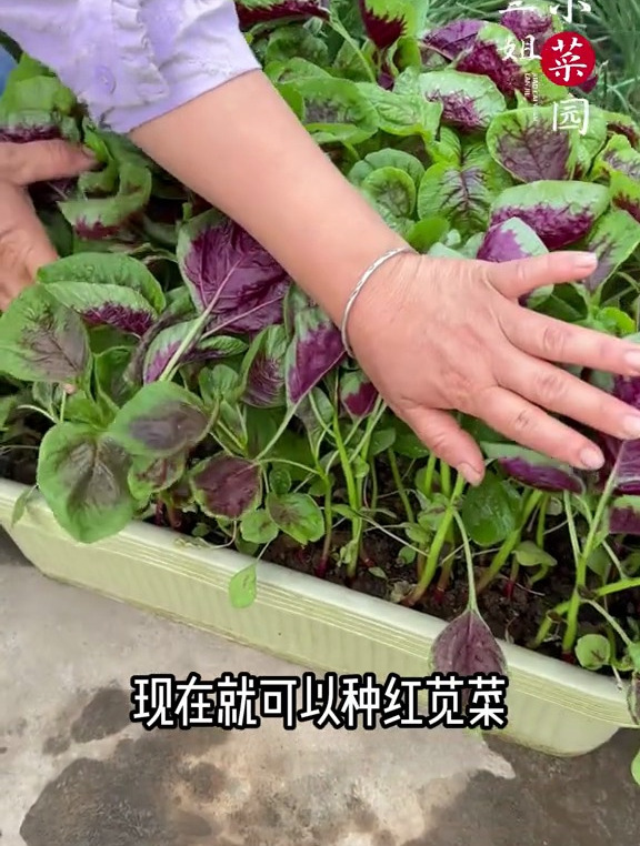 苋菜种植的时间和方法详细讲解,都在这里,一看就会