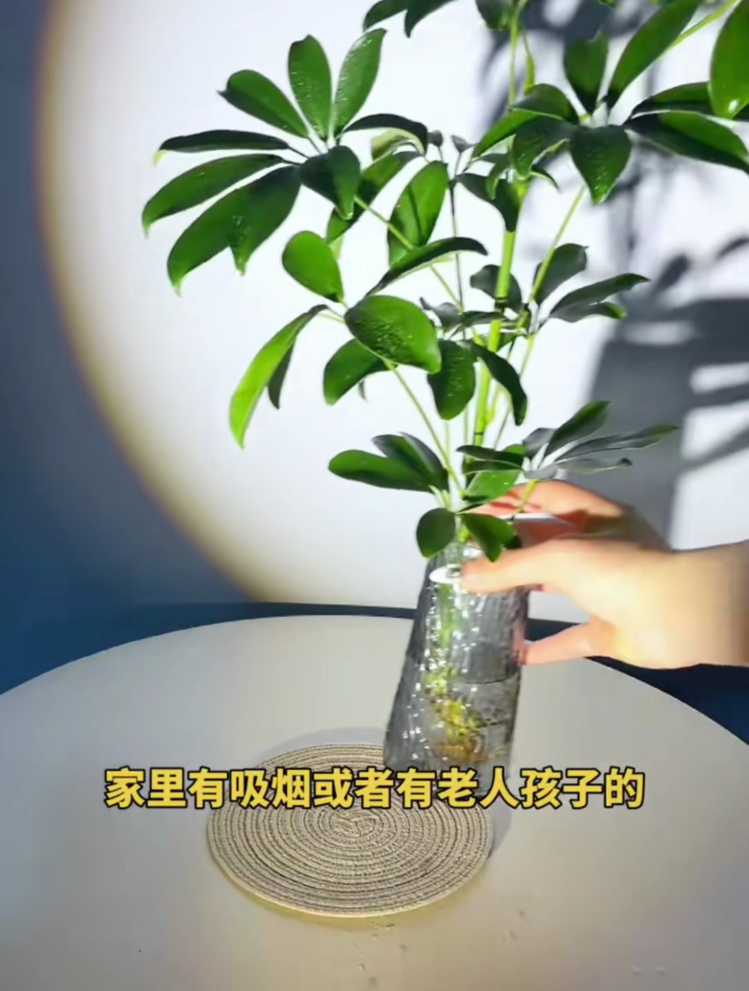 七叶莲没一簇都是七片叶子吗?