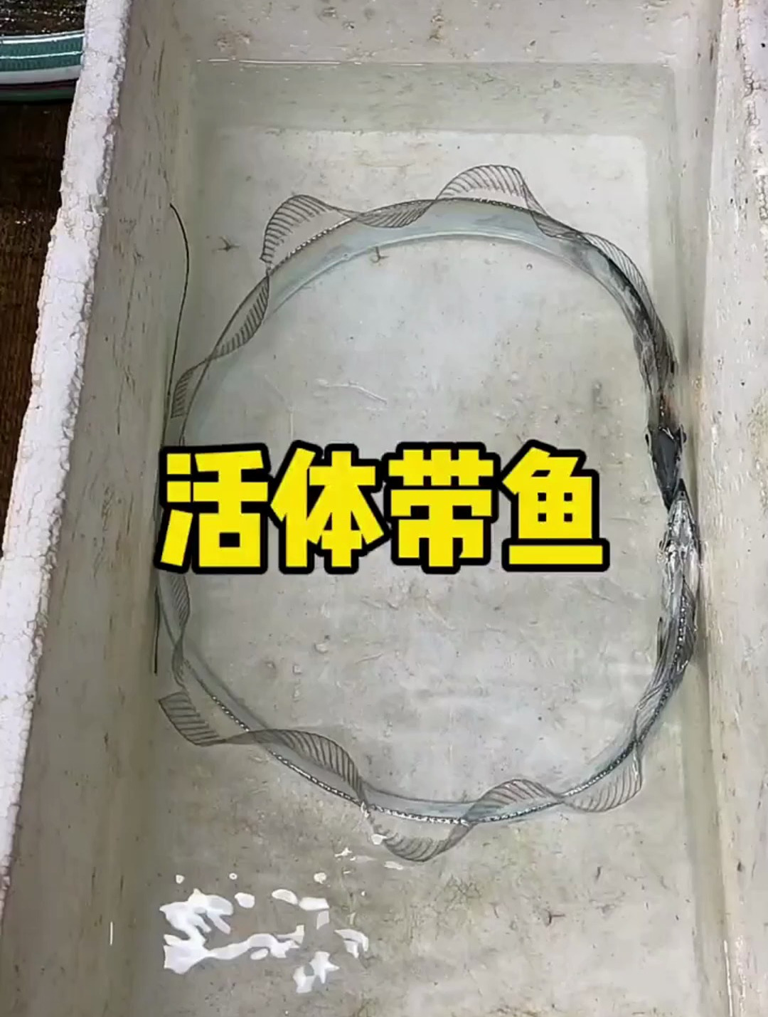 活体带鱼,好漂亮啊