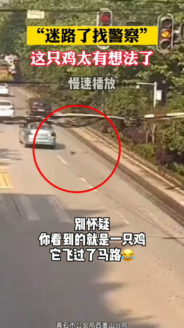 野竹鸡“迷路”飞进警局,警察蜀黍帮忙送归山林