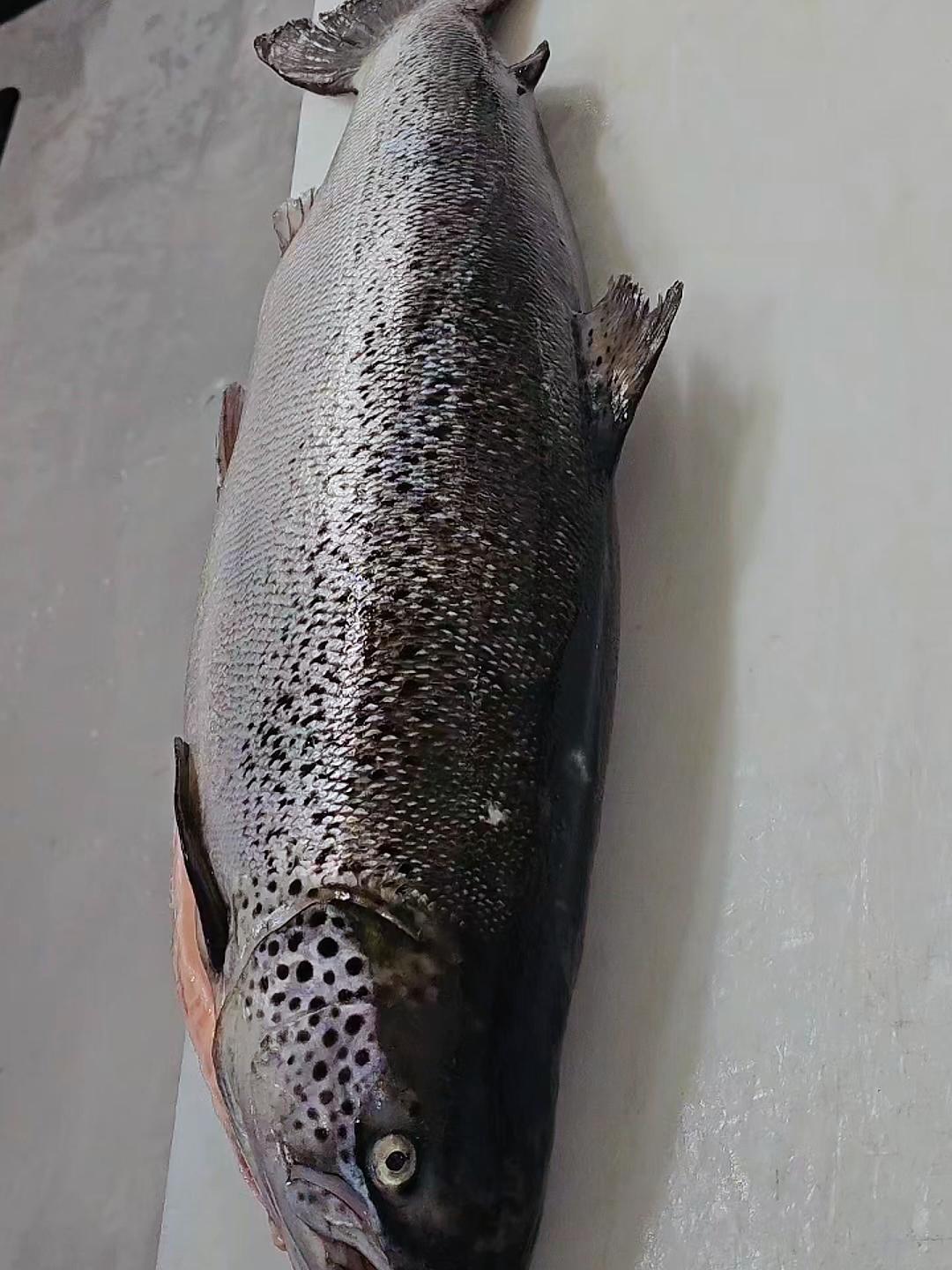 老外都是如何处理三文鱼的,真的很丝滑很解压,大开眼界啊