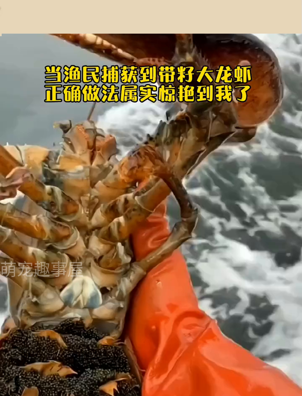 渔民捞到满籽大龙虾,处理方法让我大开眼界!