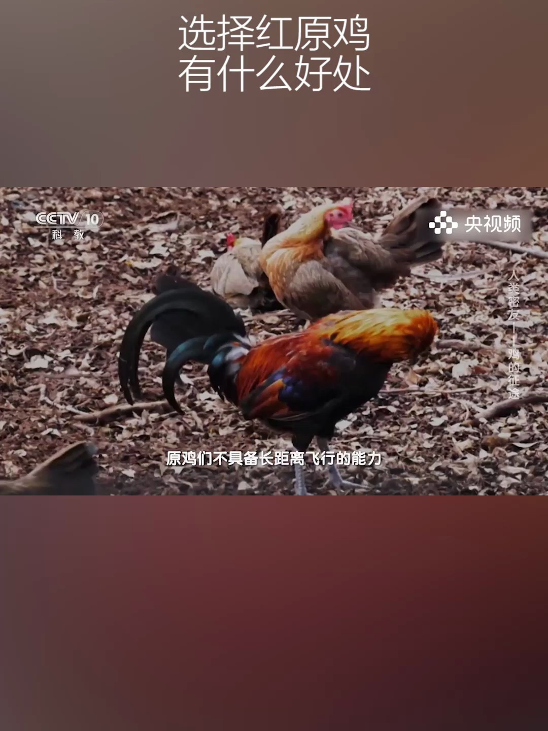 我们的祖先选择红原鸡,进行驯化饲养,是什么原因