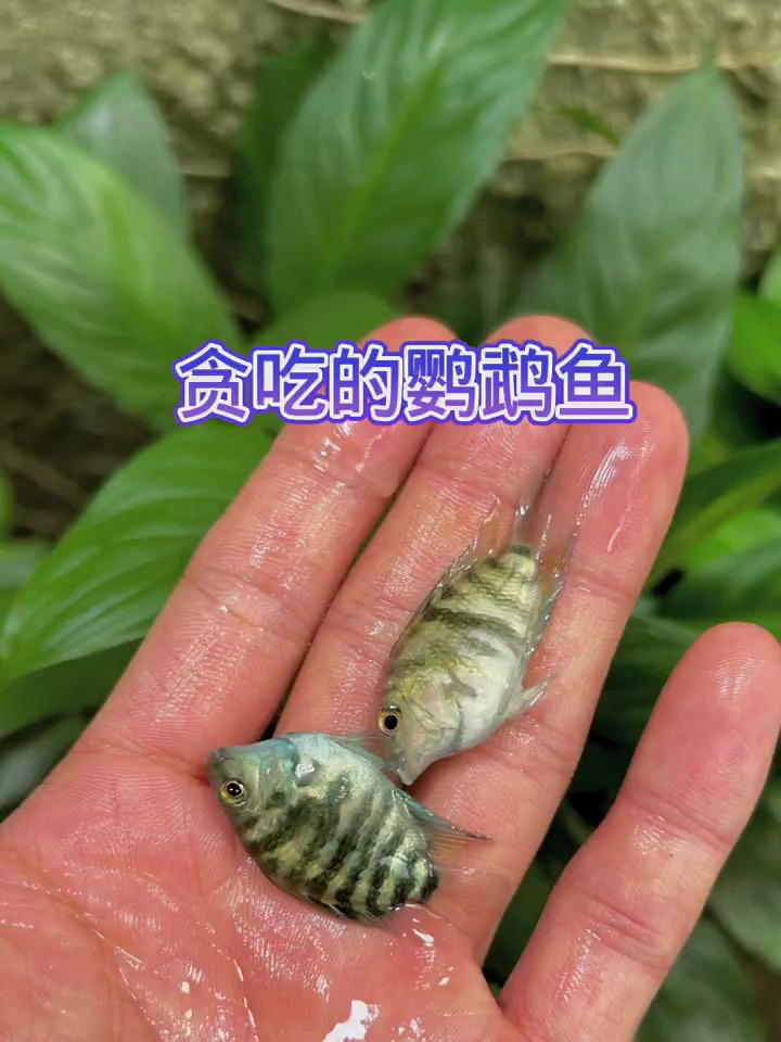 贪吃的迷你鹦鹉鱼