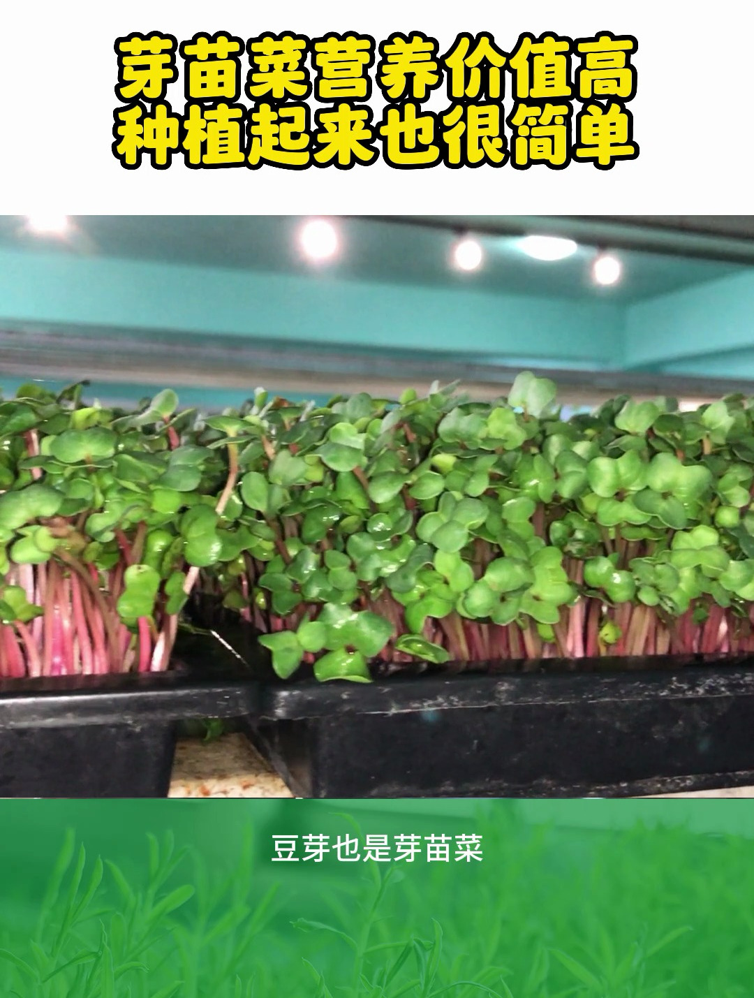 芽苗菜营养价值高,种植起来也很简单