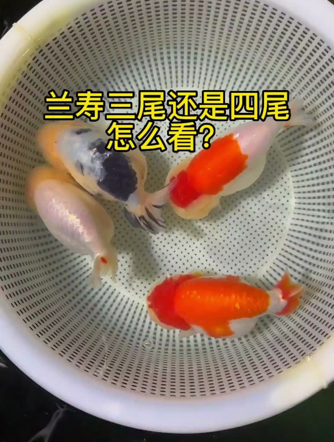 兰寿尾巴怎么看