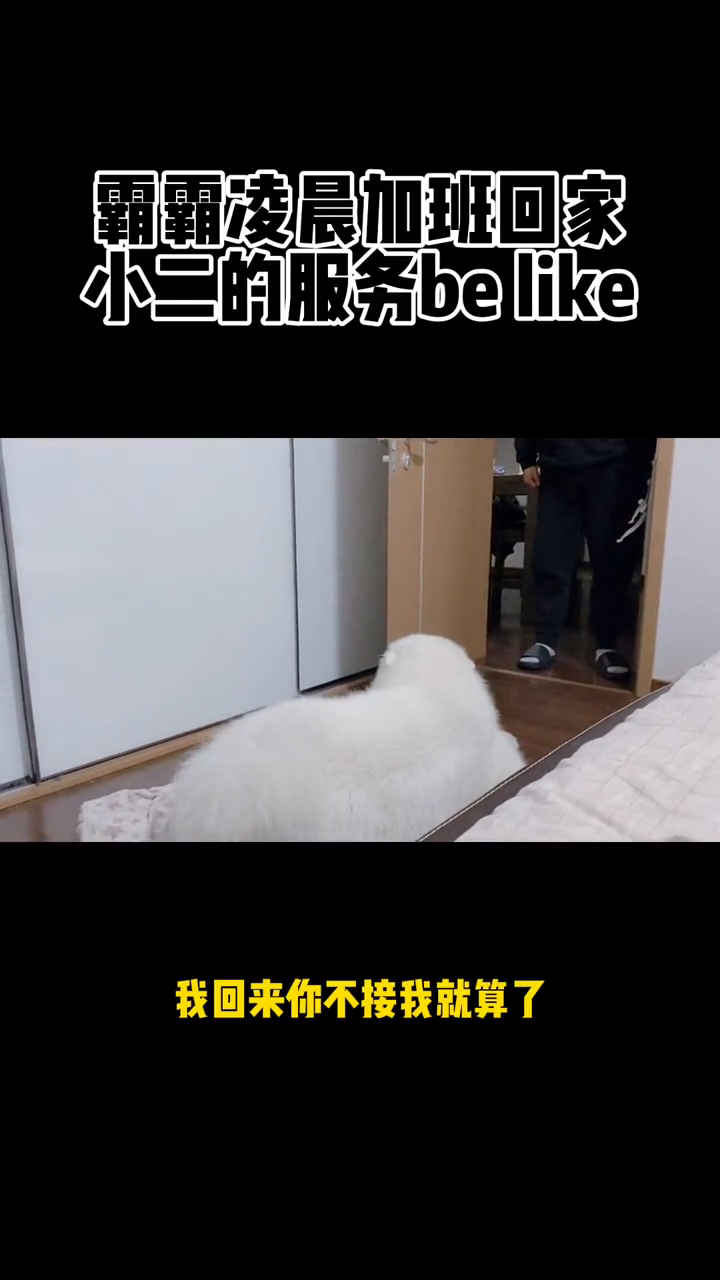 我们狗子不内卷