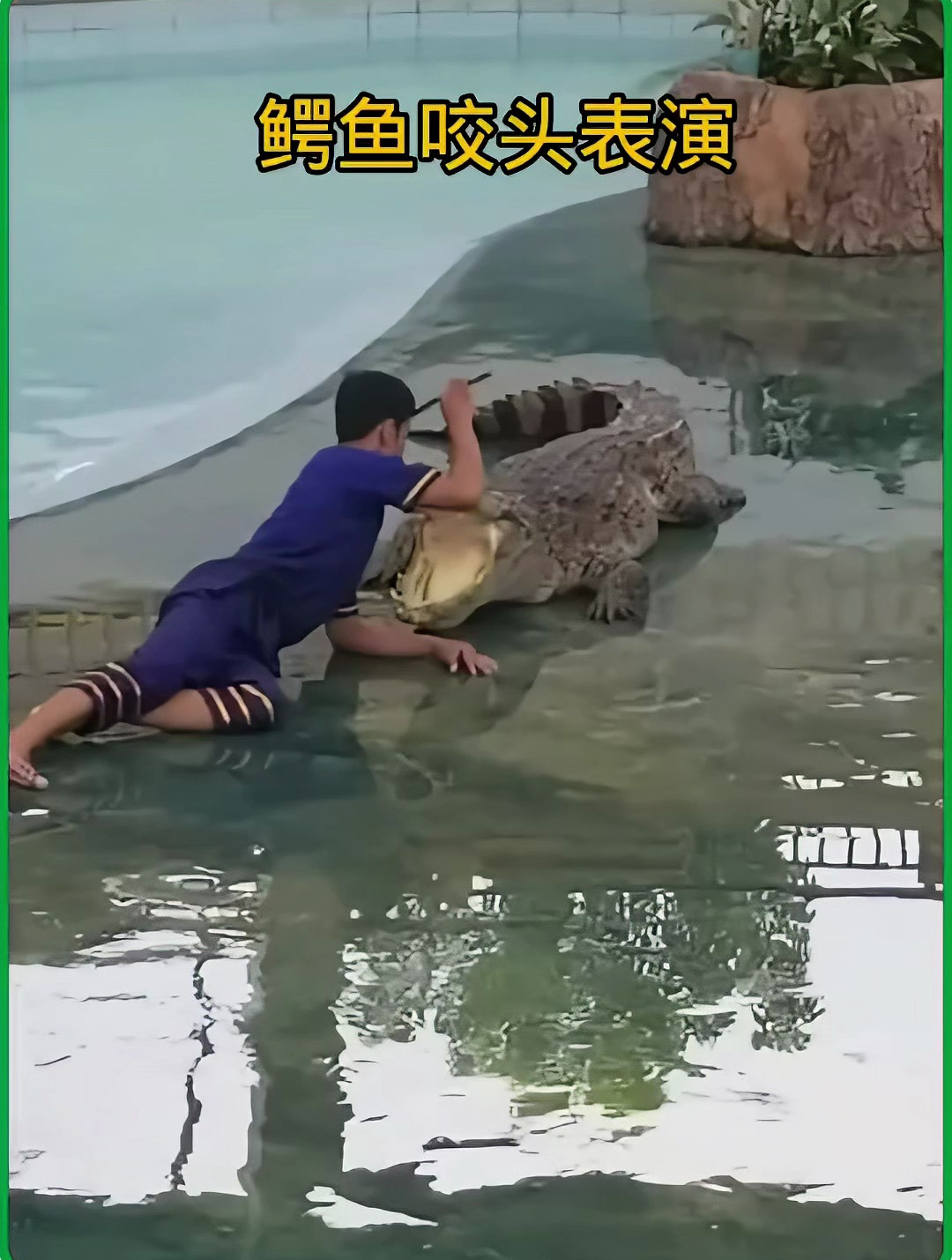 泰国小哥趴在鳄鱼面前,在试探一番后,将脑袋塞进了鳄鱼的嘴里