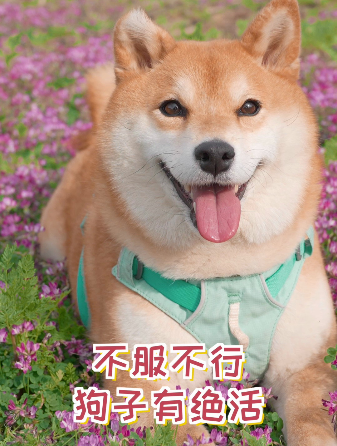 不服不行,狗子是有绝活的!