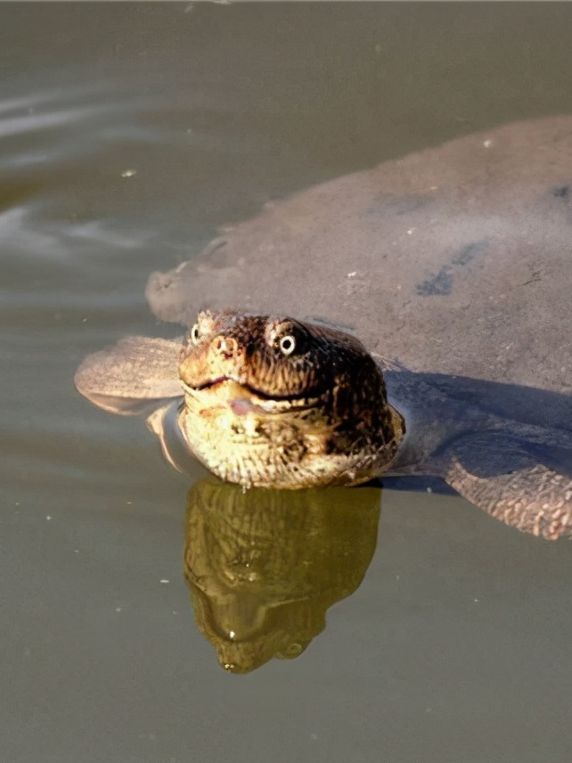 恒河鳖在印度泛滥成灾,数量高达500万只,为什么无人敢吃?