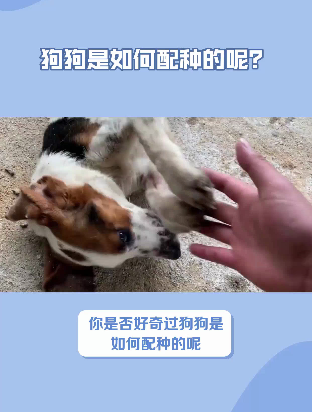 狗狗是如何配种的呢?