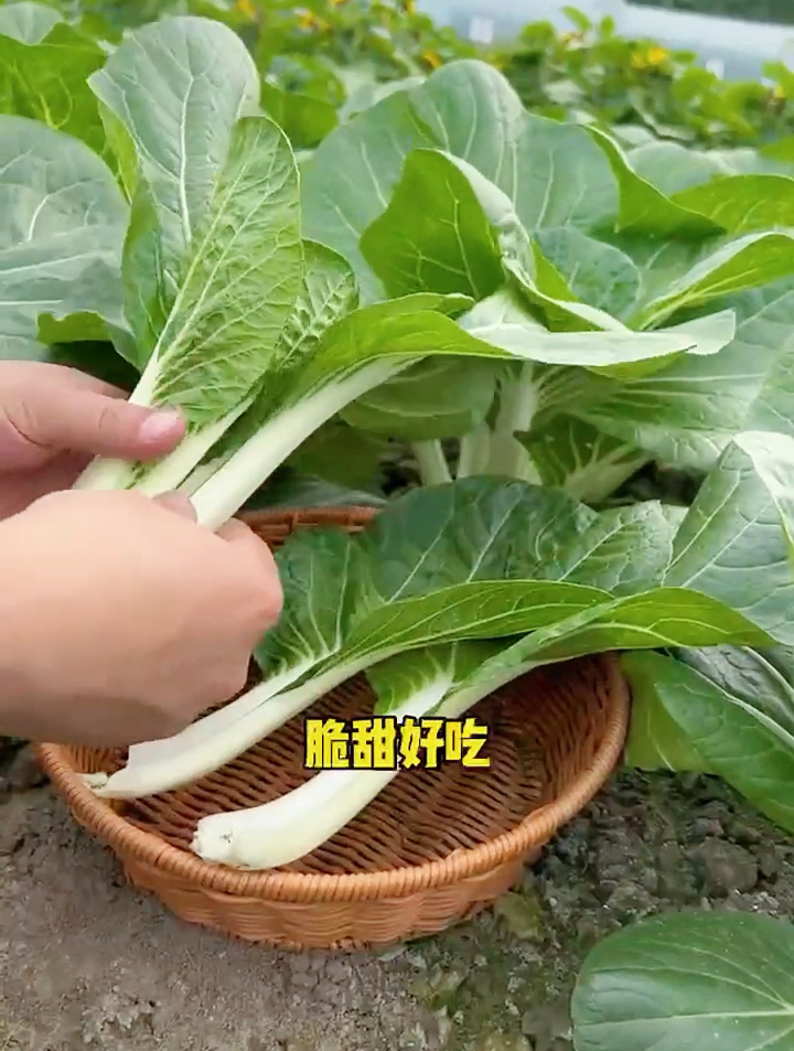 盆栽奶白菜,记好这个管理方法的人,都说20天就可以采摘