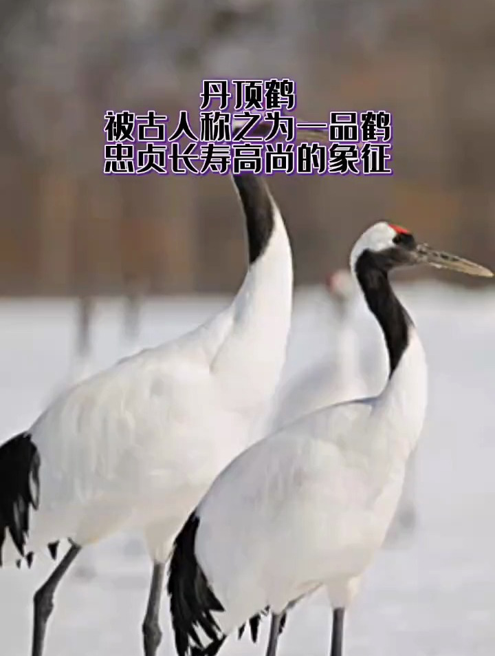 丹顶鹤 忠贞,高尚,长寿的象征,被古人称之为“一品鹤”