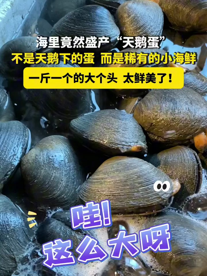 海里“天鹅蛋”现真身