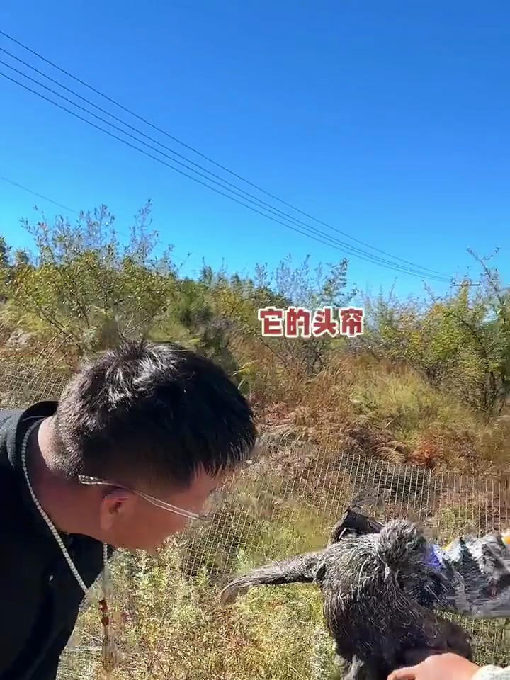 四千多公里,只为吃上这口傈僳族最原始的鸡!(下)