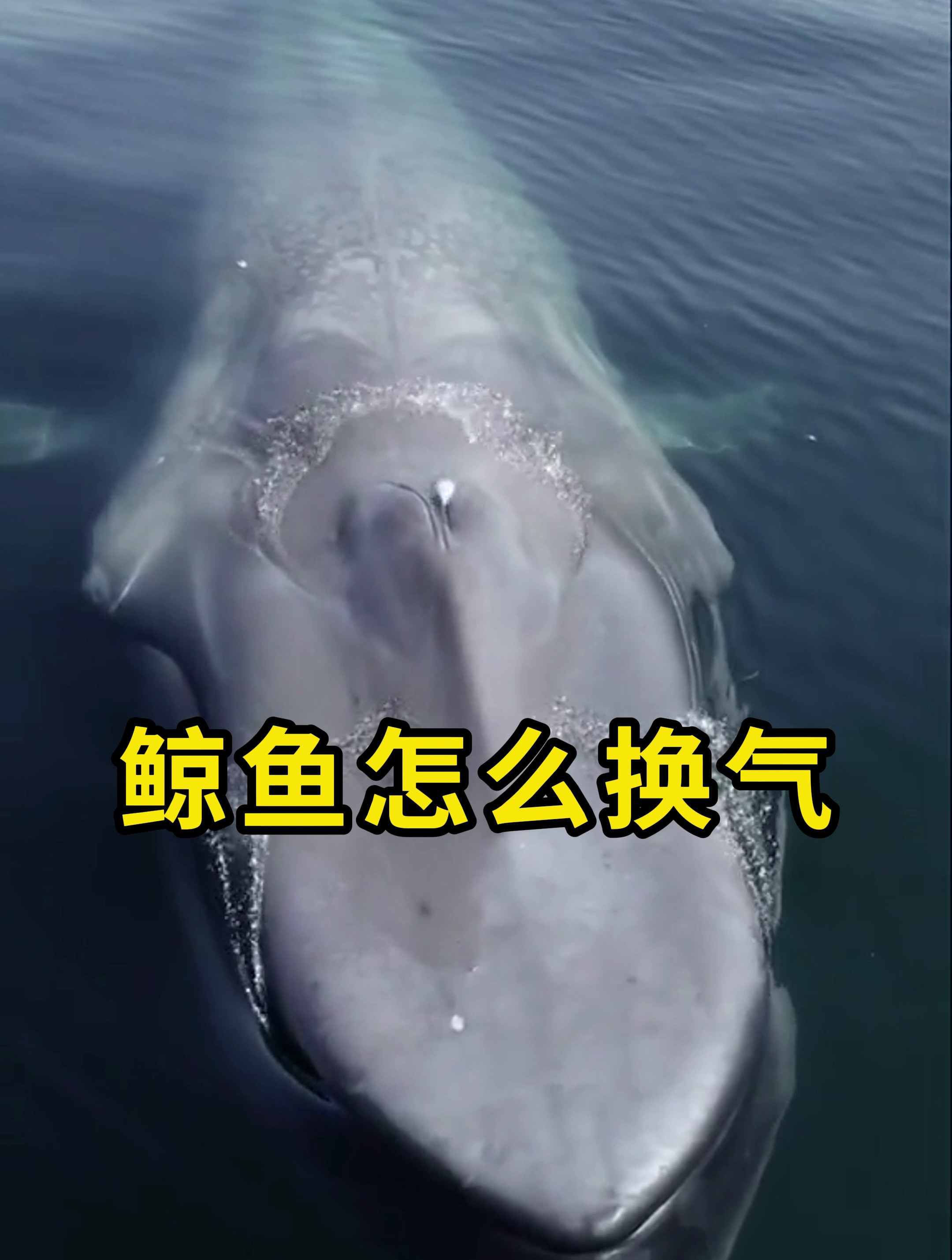 鲸鱼跃出水面换气,场面震撼!