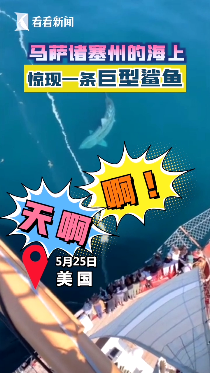 美国游轮边惊现巨型鲨鱼 乘客尖叫连连:巨齿鲨吗?