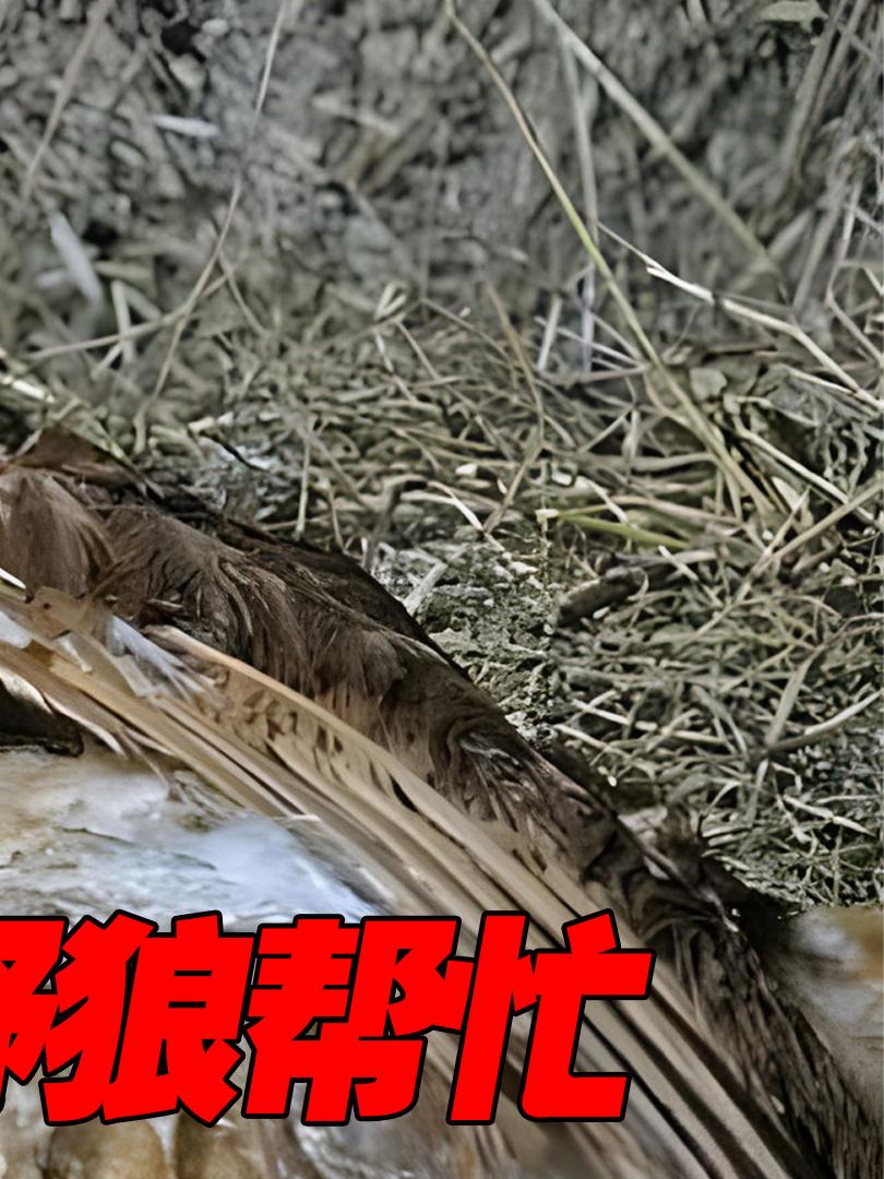 黄鼠狼肆虐鸡场!养鸡场家鸡屡屡被害,村民无奈请狼王帮助!