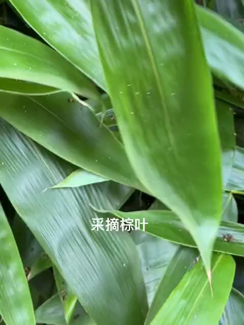 做个好吃的粽子
