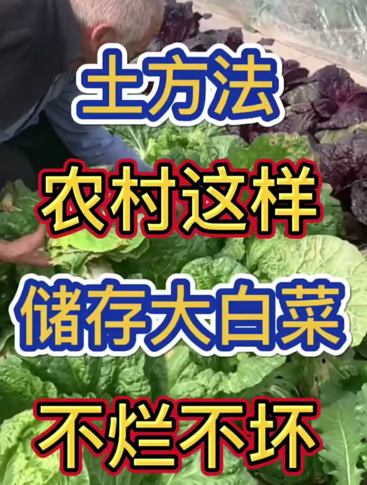 农村 储存大白菜 土方法!