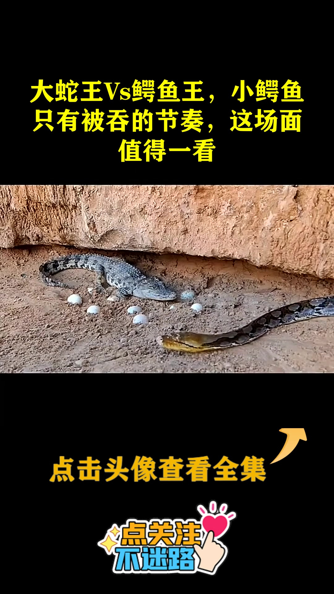 大蛇王Vs鳄鱼王,小鳄鱼只有被吞的节奏,这场面值得一看
